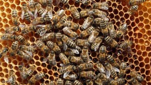 BLANKENFELDE, GERMANY - APRIL 25:  Bees congregate on a honeycomb in the colony of beekeper Reiner Gabriel in the garden of his home near Berlin on April 25, 2013 in Blankenfelde, Germany. Local beekeepers claim their yearly loss rates within their bee populations has gone from an average of 10% per year to 30% per year over the last 10 years, though they are unsure whether the cause lies with a mite and a virus it might be spreading or with the increased use of certain pesticides by local farmers. According to a recent report prepared by Greenpeace seven pesticides currently in use in Europe present a real danger to bees. Bees are essential in nature in pollenating a wide variety of plants and trees.  (Photo by Sean Gallup/Getty Images)