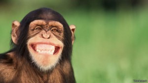 150616185910_chimpanzees_can_laugh_512x288_thinkstock
