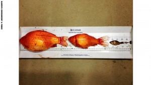 gold-fish