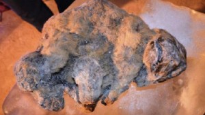 151124204226_cave_lion_cups_640x360_academyofsciencesoftherepublicofsakha_nocredit