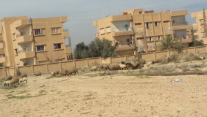 دور الشدادية